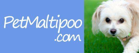 Maltipoo aggression deals